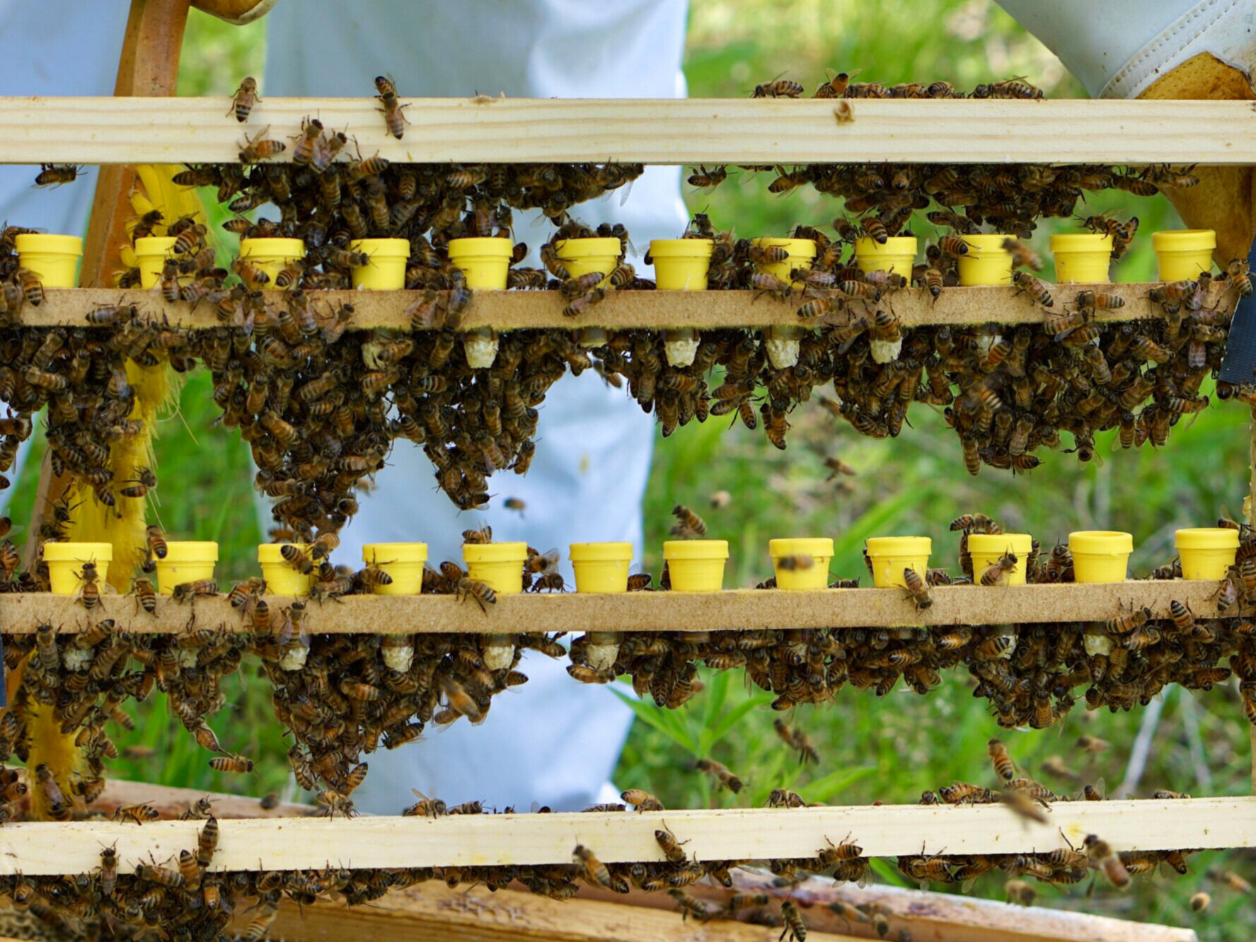 telaio innesto api regina